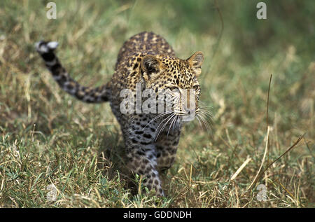 Leopard, Panthera Pardus, Cub Stockfoto