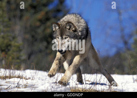 North American Grey Wolf, Canis Lupus Occidentalis, Erwachsenen, die auf Schnee, Kanada Stockfoto