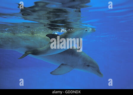 Tümmler, Tursiops Truncatus, Mutter und Kalb Stockfoto