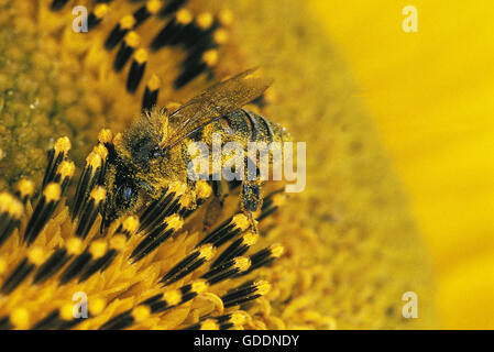 Honigbiene, apis Mellifera, Erwachsene auf Sonnenblume, Pollen auf seinem Körper, Normandie Stockfoto
