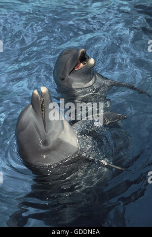 Tümmler, Tursiops truncatus Stockfoto