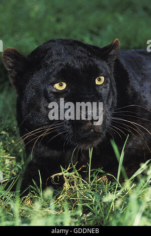 Black Panther, Panthera Pardus, Erwachsenen Verlegung auf Rasen Stockfoto