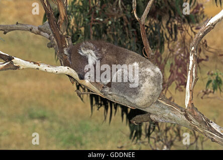 Koala, Phascolarctos Cinereus, Erwachsene ruhen, Australien Stockfoto