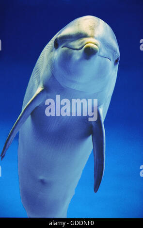 Tümmler, Tursiops truncatus Stockfoto