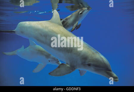 Tümmler, Tursiops Truncatus, Mutter und Kalb Stockfoto