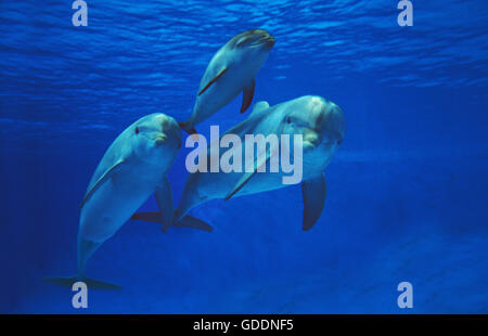 Tümmler, Tursiops Truncatus, Mutter und Kalb Stockfoto