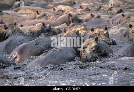 Nilpferd, Nilpferd Amphibius Gruppe stehen in der Nähe von See, Virunga-Park im Kongo Stockfoto