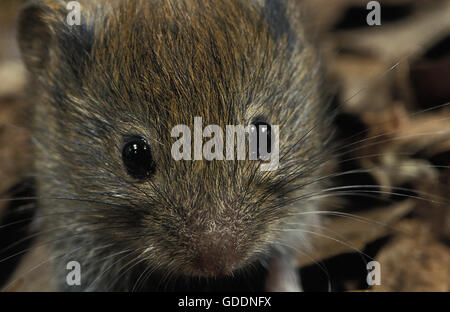 Rötelmaus, Clethrionomys Glareolus, Nahaufnahme von Kopf, Normandie Stockfoto