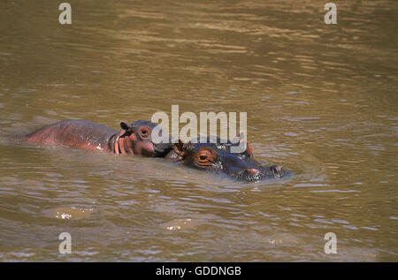 Nilpferd, Hippopotamus Amphibius, Mutter und Kalb stehend im Fluss, Masai Mara-Park in Kenia Stockfoto