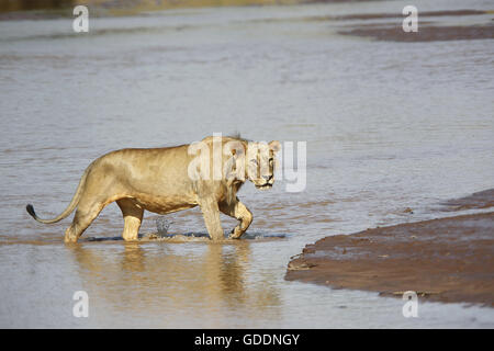 African Lion, Panthera Leo, junge männliche Kreuzung Fluß, Samburu Park in Kenia Stockfoto