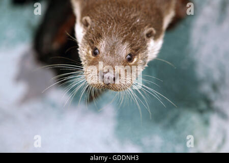 Europäische Otter, Lutra Lutra, Porträt von Erwachsenen, Pyrenäen in Südfrankreich Stockfoto