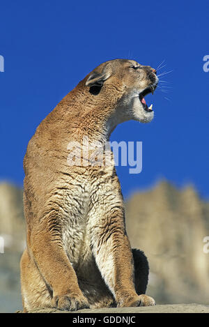 Puma, Puma Concolor, Erwachsenen stehen auf Felsen Stockfoto