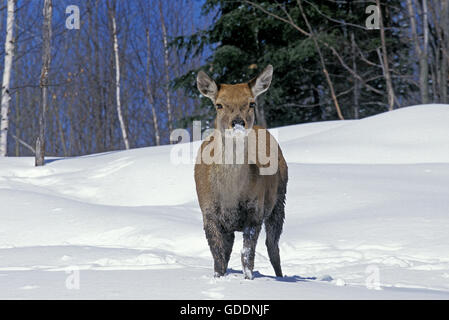 Rocky Mountain Elk oder Rocky-Mountain-Wapiti, Cervus Canadensis Nelsoni, Frauen stehen auf Schnee, Yellowstone Park in Wyoming Stockfoto