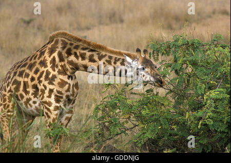 Masai-Giraffe, Giraffa Plancius Tippelskirchi, Erwachsenen Essen Acacia verlässt, Masai Mara-Park in Kenia Stockfoto