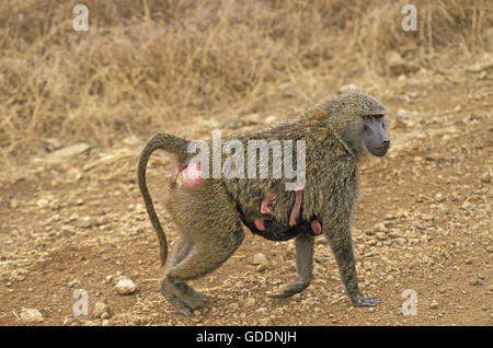 Olive Baboon, Papio Anubis, Mutter mit jungen, Masai Mara-Park in Kenia Stockfoto