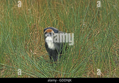 De Brazza Affe, grüne neglectus Stockfoto