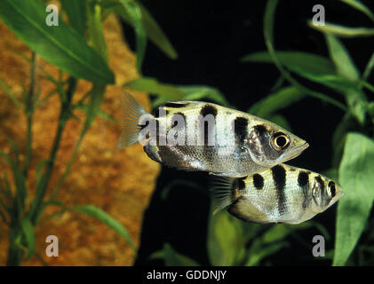 Archer Fish, Toxotes jaculatrix Stockfoto