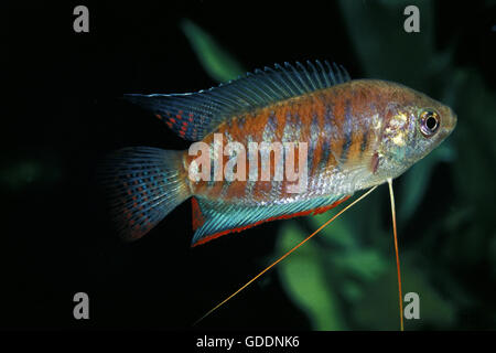 Gebändert oder riesige Gourami, Colisa fasciata Stockfoto