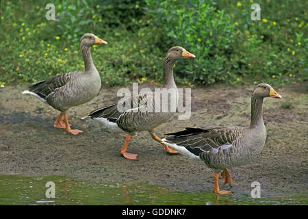 Graugans Anser anser Stockfoto