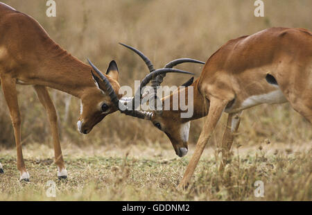 Impala, Aepyceros Melampus, Männchen kämpfen, Masai Mara Park in Kenia Stockfoto