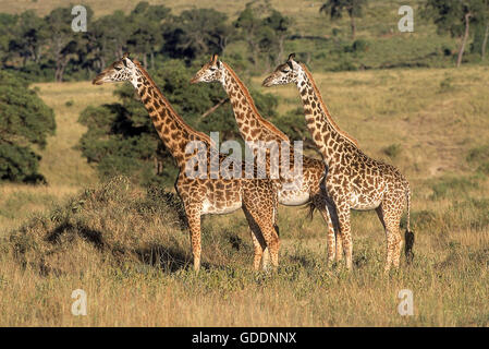 Masai-Giraffe, Giraffa Plancius Tippelskirchi, Masai Mara-Park in Kenia Stockfoto