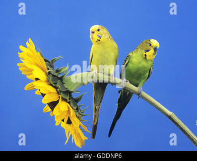 Wellensittich, Melopsittacus Undulatus, koppeln stehen auf Sonnenblume Stockfoto