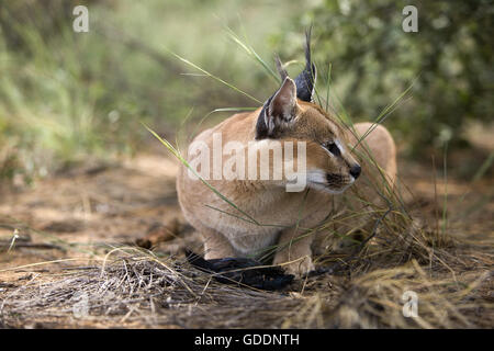 Karakal, Caracal Caracal, Erwachsene mit einem Kill, ein Cape glänzend Starling, Namibia Stockfoto