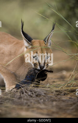 Karakal, Caracal Caracal, Erwachsene mit einem Kill, ein Cape glänzend Starling, Namibia Stockfoto