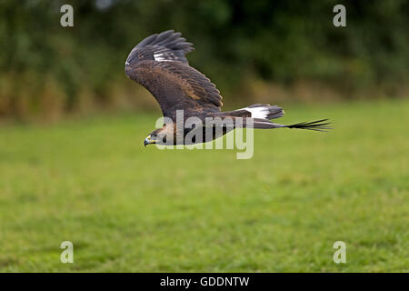 Goldener Adler, Aquila Chrysaetos, Erwachsenen im Flug Stockfoto