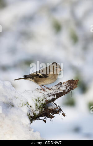 Gemeinsamen Buchfink, Fringilla Coelebs, weiblich im Schnee, Normandie Stockfoto