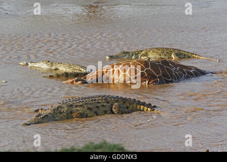 Nil-Krokodil, Crocodylus Niloticus, Gruppe für einen Kill Reticulatd Giraffe ertrinken im Fluss, Samburu Park in Kenia Stockfoto