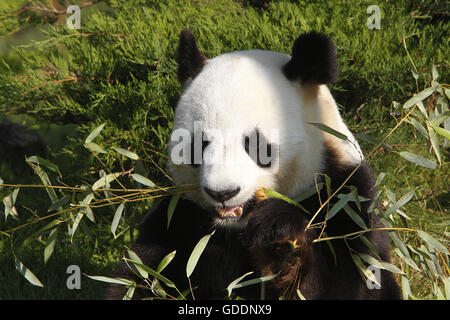 Großer Panda, Ailuropoda Melanoleuca, Erwachsenen Essen Bambus Blätter Stockfoto