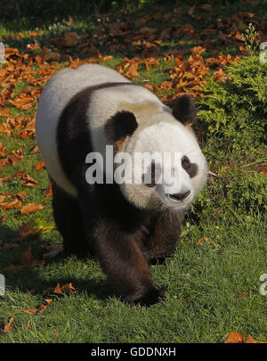 Großer Panda, Ailuropoda melanoleuca Stockfoto