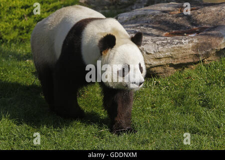 Großer Panda, Ailuropoda melanoleuca Stockfoto