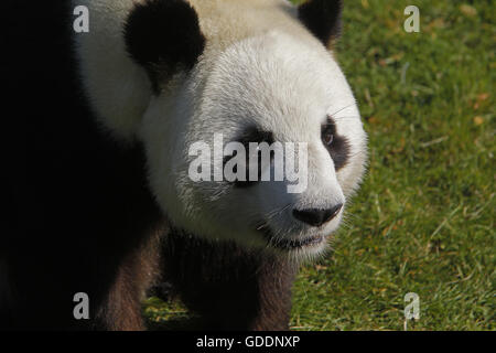 Großer Panda, Ailuropoda Melanoleuca, Porträt von Erwachsenen Stockfoto