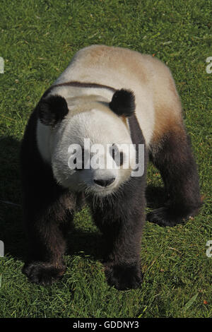 Großer Panda, Ailuropoda Melanoleuca, Erwachsene Stockfoto