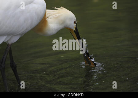 Löffler, Platalea Leucorodia, Erwachsenen Wasser nach Nahrung durchsuchen Stockfoto