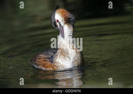 Haubentaucher, Podiceps Cristatus, Erwachsener, die Pflege, die Pyrenäen im Süden Frankreichs Stockfoto