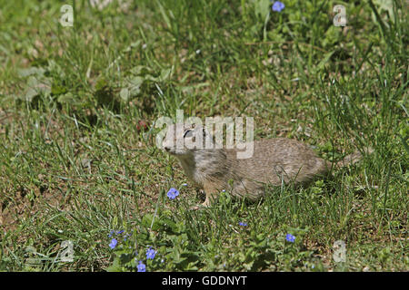 Europäische Zieselmaus, Spermophilus Citellus, Erwachsener, Frankreich Stockfoto