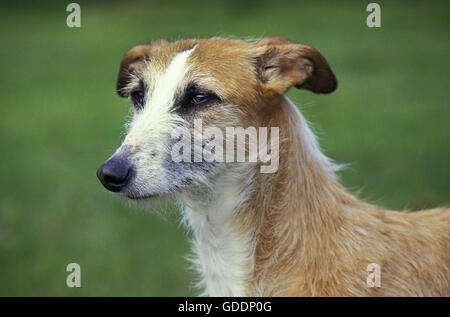 Spanisch rauhaar Galgo oder spanischen Windhund, Porträt von Erwachsenen Stockfoto