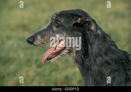 Scottish Deerhound, Porträt von Erwachsenen Stockfoto