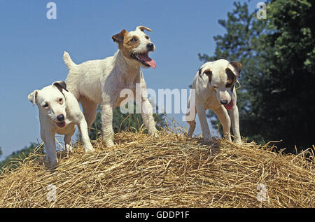 Jack Russel Terrier Hunde stehen auf Strohballen Stockfoto