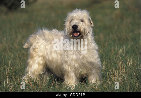 Soft Coated Wheaten Terrier, Erwachsene stehen auf dem Rasen Stockfoto