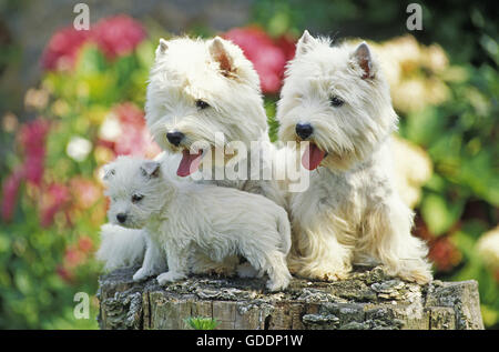 West Highland White Terrier, paar und Pup Stockfoto