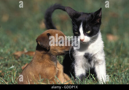 Welpen und Kätzchen auf dem Rasen Stockfoto