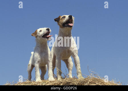 Jack Russel Terrier Hunde stehen auf Strohballen Stockfoto