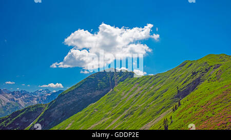 Allgäu, Allgäuer Alpen, Alpen, Alpine Pflanze, Alpenrosen, Alpenrosen blühen, Bayern, in der Nähe von Oberstdorf, Gebirge, Berg-Land Stockfoto