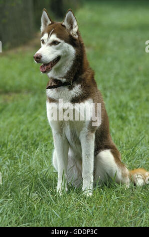 Siberian Husky, Erwachsenen sitzen auf Rasen Stockfoto