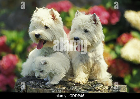 West Highland White Terrier, paar und Pup Stockfoto