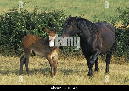 Mulassiere du Poitou und Mule Stockfoto